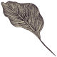 gray-leaf