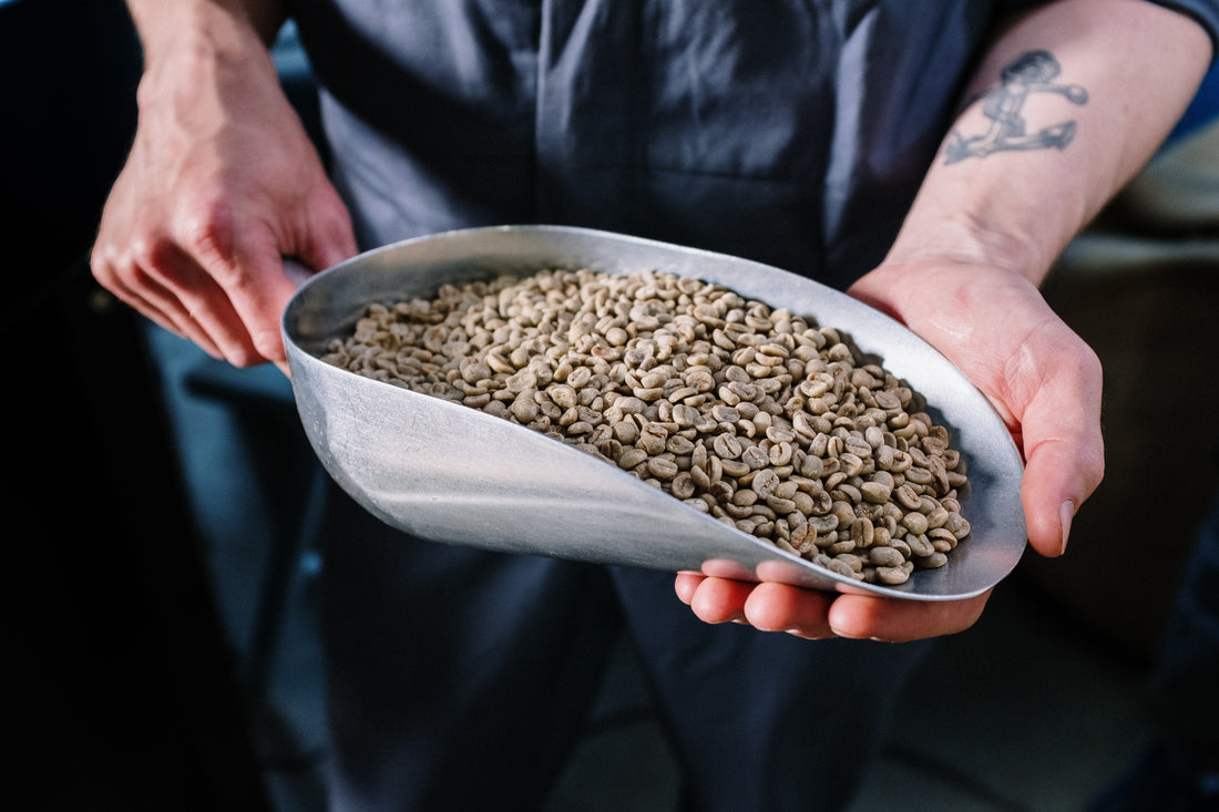 Man with arm tattoo holding a large scoop of green coffee beans.