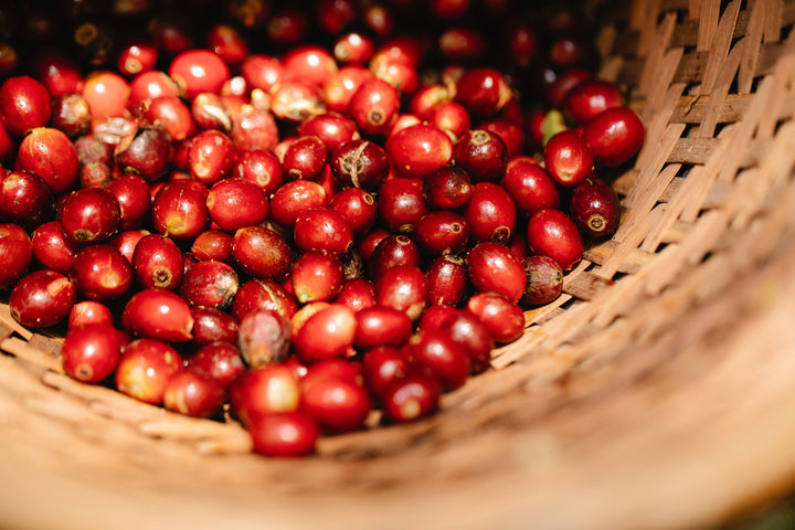 wicker basket of coffee cherries