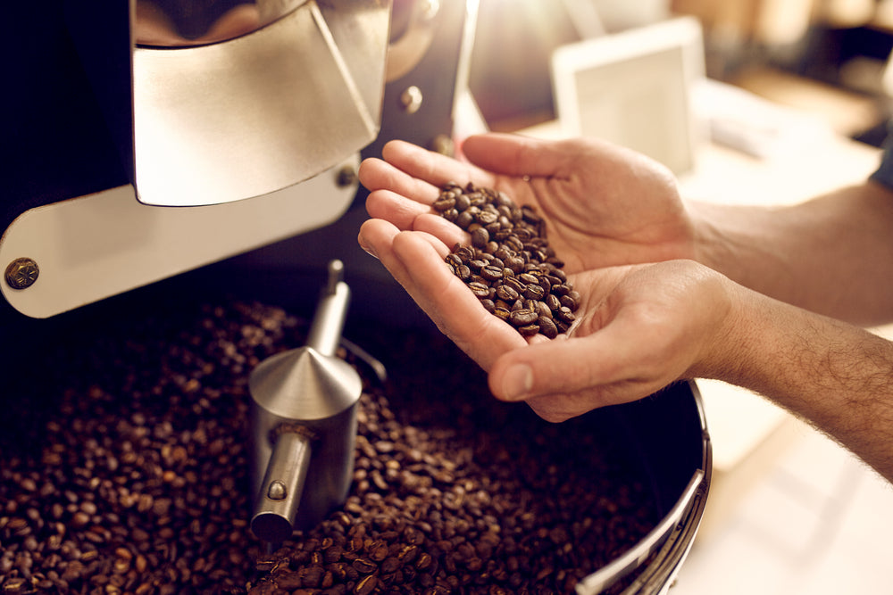 Man holding freshly roasted coffee beans from an industrial coffee roaster.