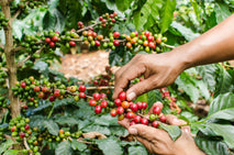 Gesha Natural Carbonic Maceration Shady Bader El Vergel