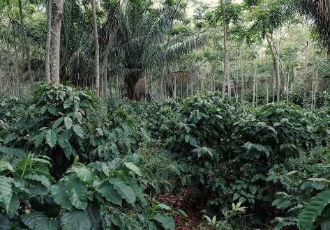 right-image