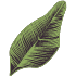 gray-leaf